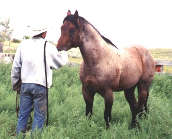 'Fly - July 2002