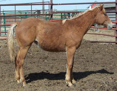2011 FILLY