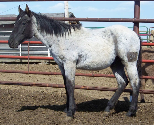 2011 Foal