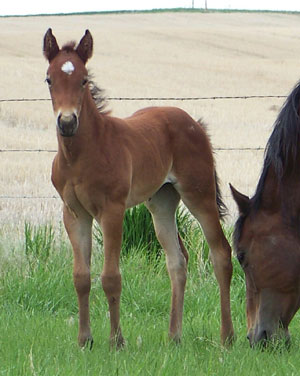 2009 filly