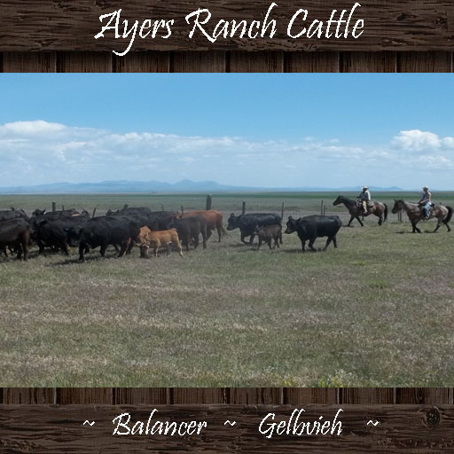 Ayers Ranch Cattle ~ Balancer & Gelbvieh