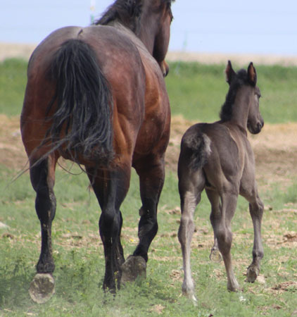 2019 STALLION