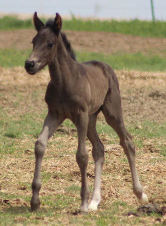 2019 STALLION