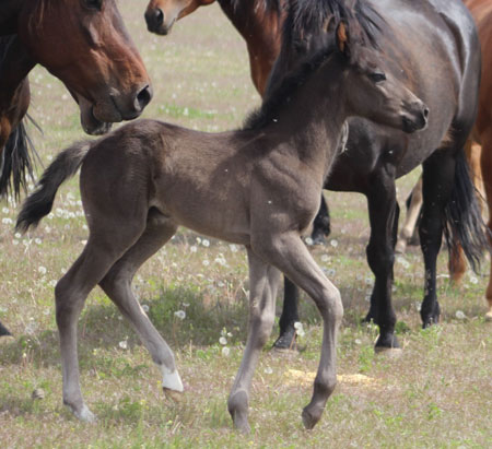 2019 STALLION