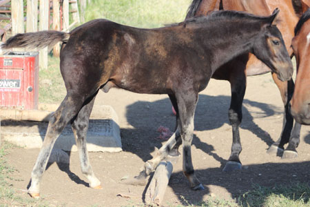 2019 STALLION