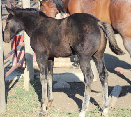 2019 STALLION