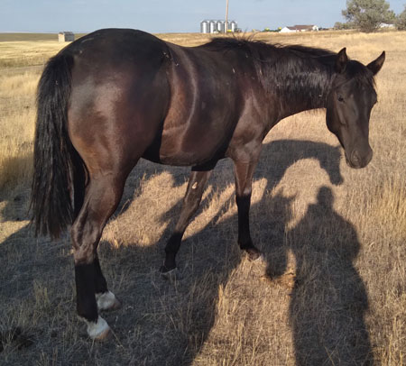 2019 STALLION
