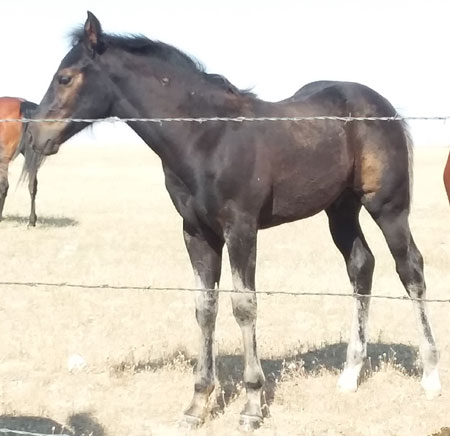 2019 STALLION