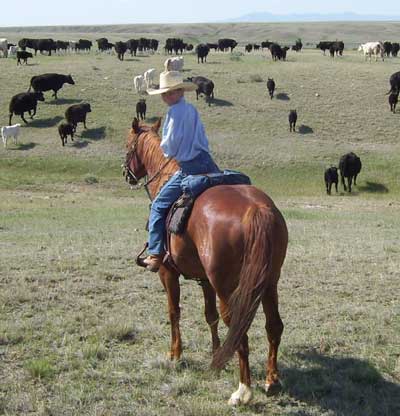 2011 FILLY