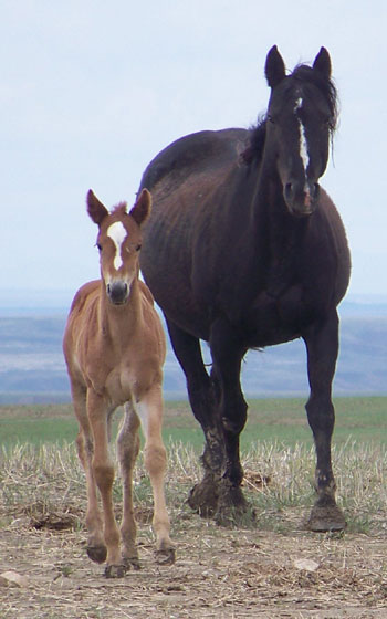 2009 COLT