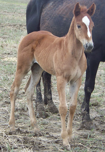 2009 COLT