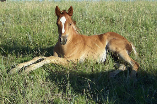 2011 FILLY