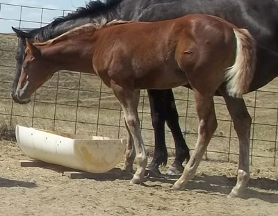 2011 FILLY