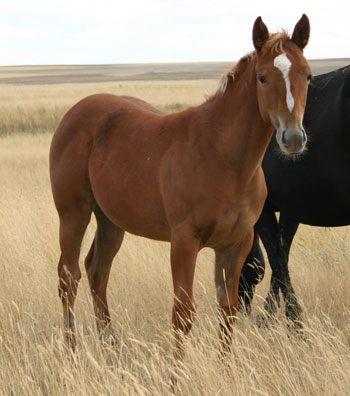 2011 FILLY