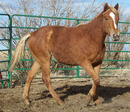 2011 FILLY