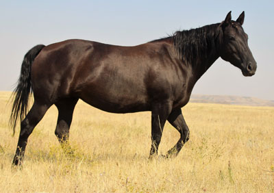 2012 Filly